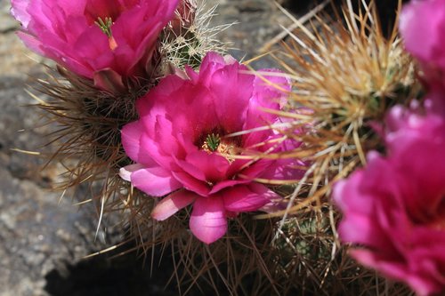 englemann's hedgehog  hedgehog  cacti