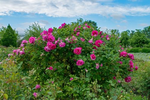 english rose wild edric