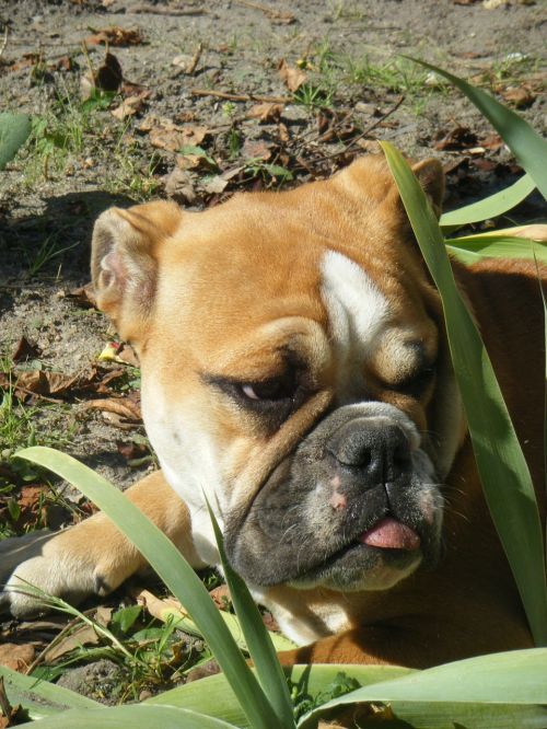 english bulldog bulldog pet