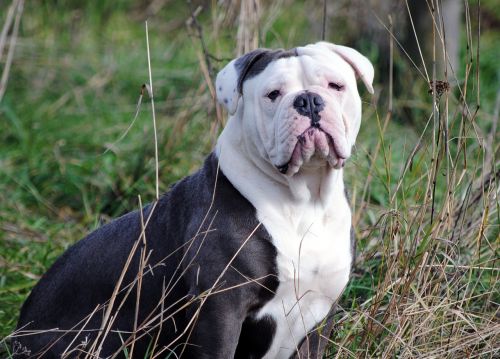 english bulldog dog canine