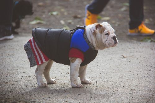english bulldog puppy sweater