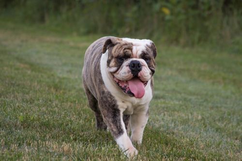 english bulldog pet animal