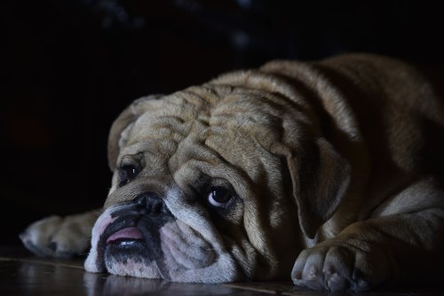 english bulldog  dog  pet