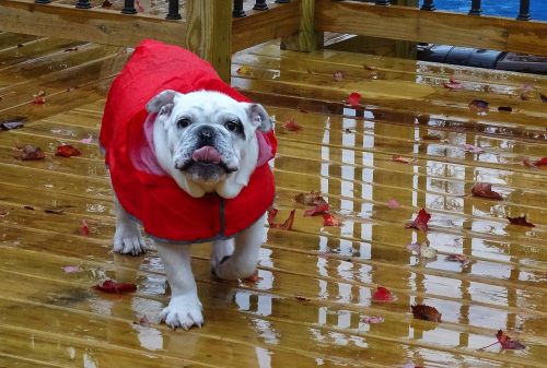 english bulldog dog pet