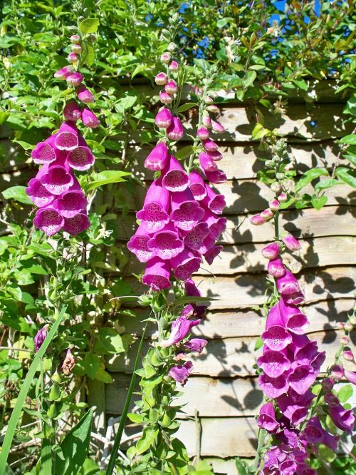 english country garden foxgloves purple