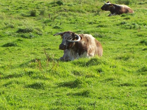 english longhorn cattle cows cattle