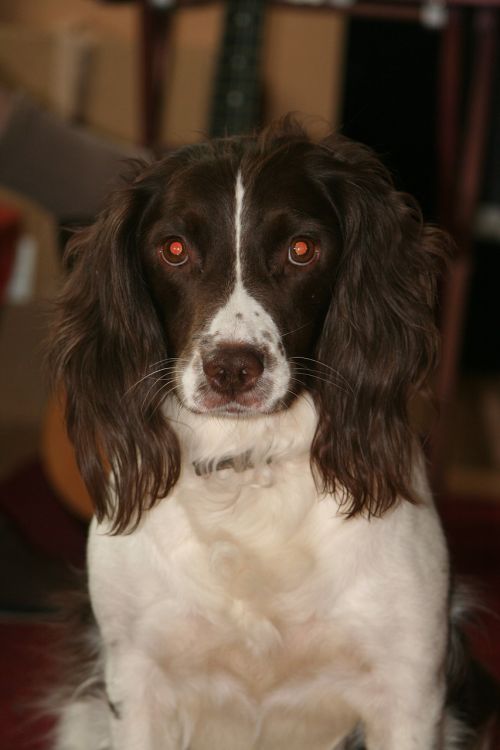 english springer spaniel dog pet