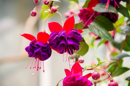 enkianthus flowers plant