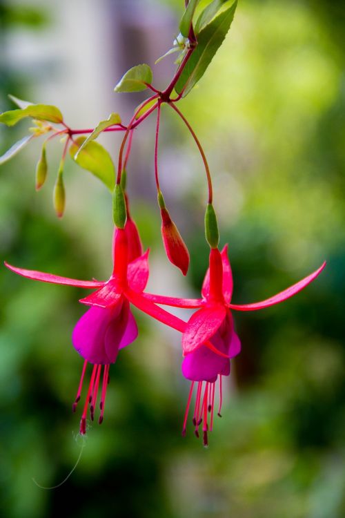 enkianthus flowers plant