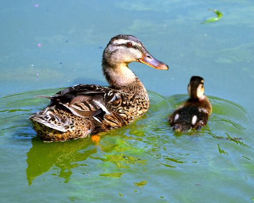 entenkuecken water wild ducks