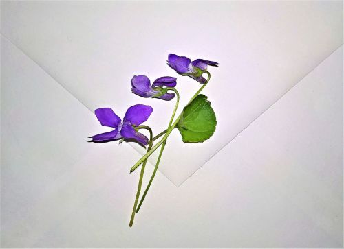 envelope violet small flowers