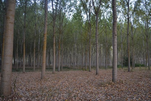 environment  pioppeta  poplar