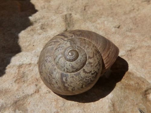 eobania vermiculata snail choneta