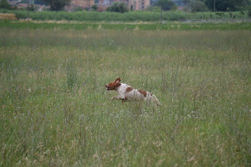 epagneul breton  hunting  dog