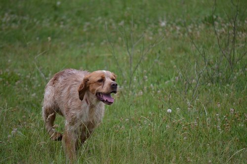 epagneul breton  hunting  dog