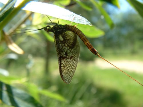 ephemeral one day fly fragile insect