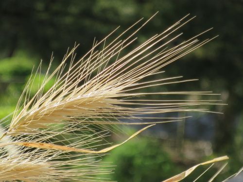 epi wheat macro