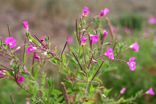 epilobium flower meadow