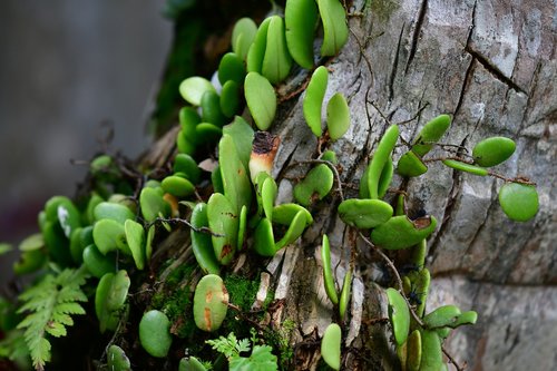 epiphyte  wild plants  trunk