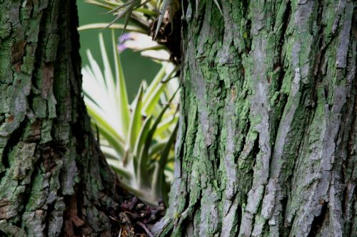 Epiphyte In Tree Trunk