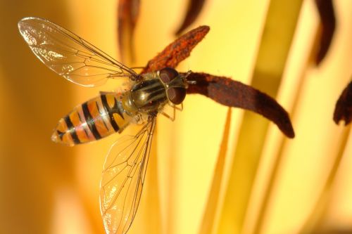 episyrphus balteatus hover fly fly