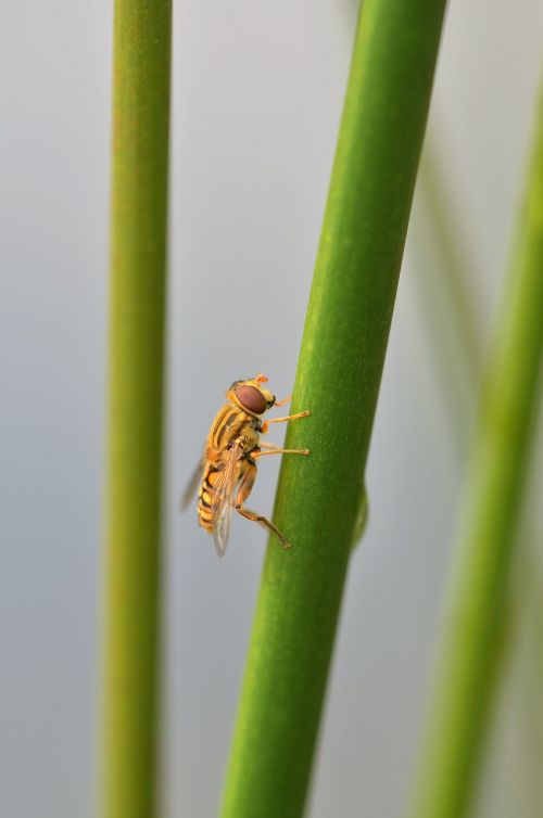 episyrphus balteatus hoverfly insect