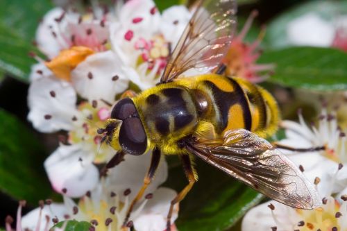 episyrphus balteatus macro close