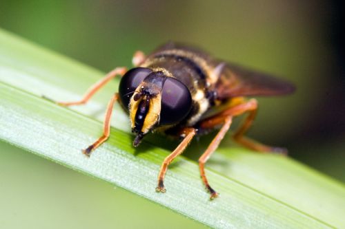 episyrphus balteatus nature macro