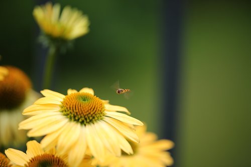 episyrphus balteatus  insect  hoverfly