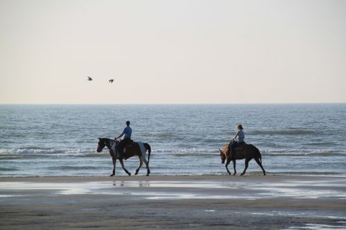 equestrian horses reiter