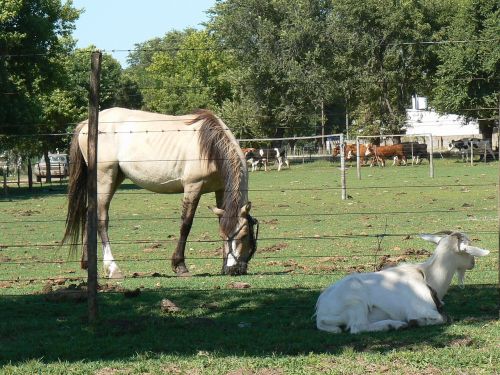 equine animals horse