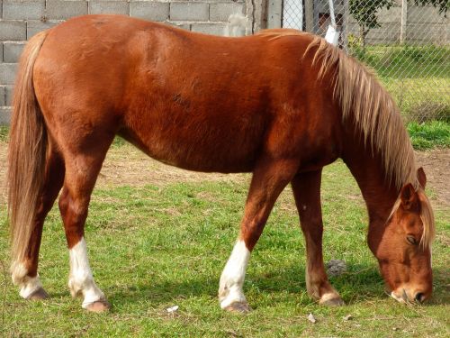 equine horse eating