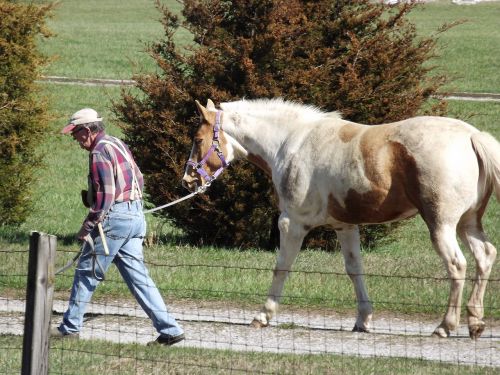 equine quarter horse animal