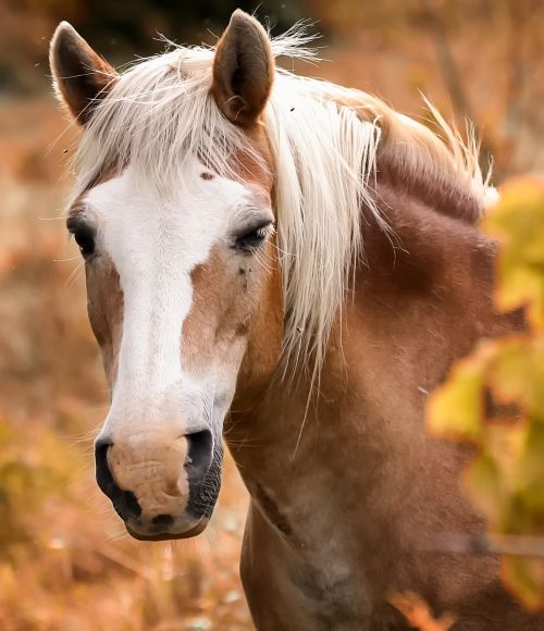 equine horse head