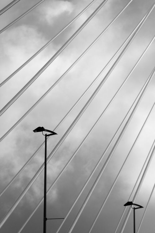 erasmus bridge rotterdam swan