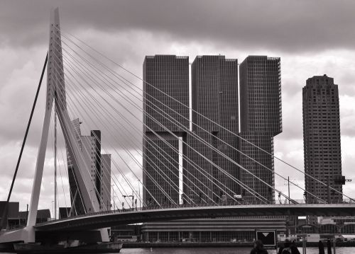 erasmus bridge rotterdam bridge