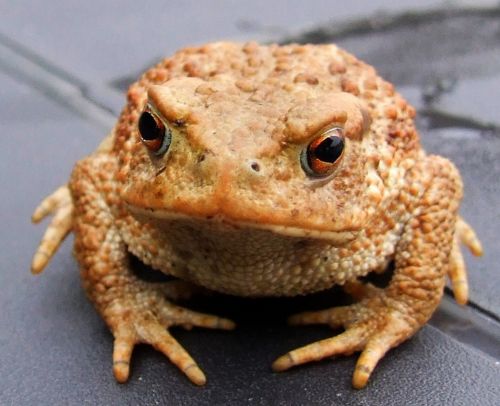 Toad