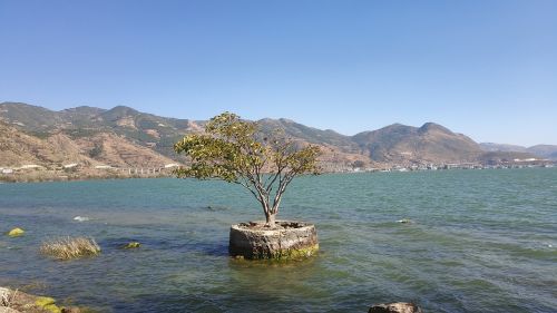 erhai lake trees no pollution