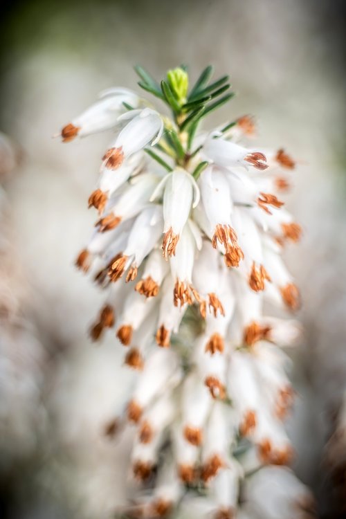 erica  white  flower