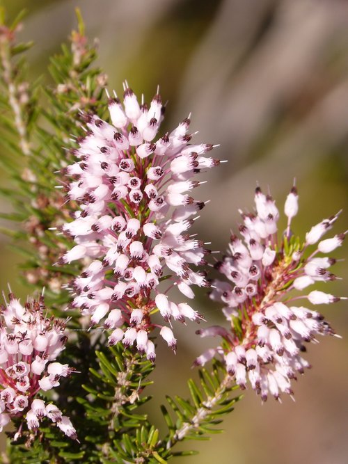 erica multiflora  heather winter  wild flower