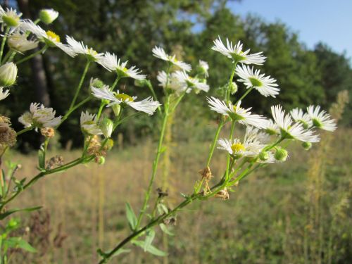 erigeron daisy wildflower