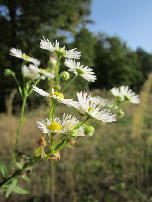 erigeron daisy wildflower