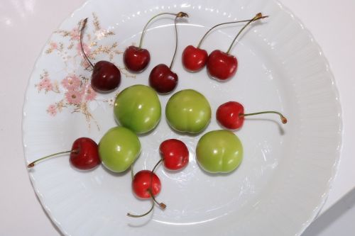 erik cherry fruit