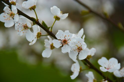 erik flower spring