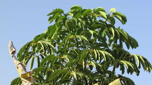 eriobotrya japonica medlar tree