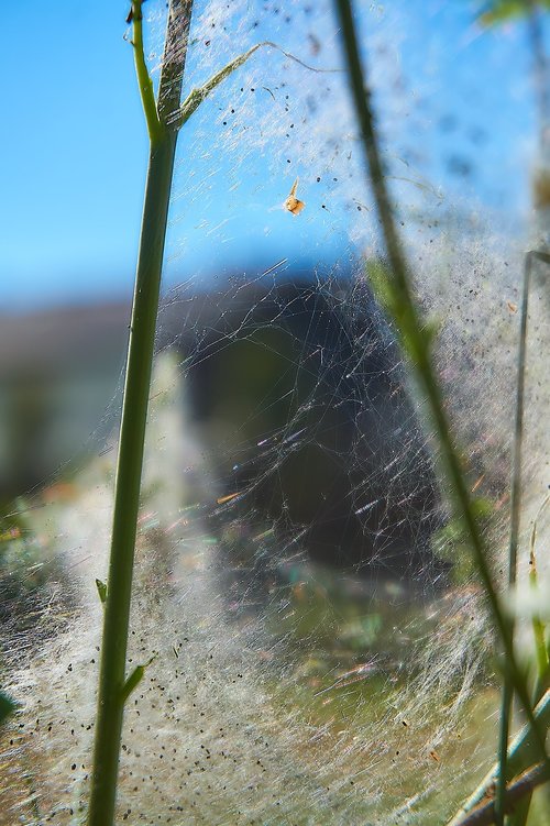 ermine  bud moth  track