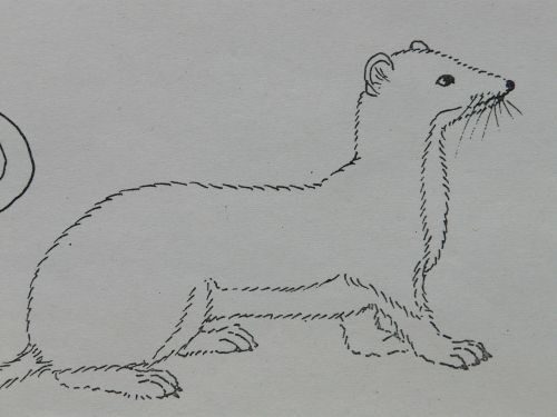 ermine animal coloring pages