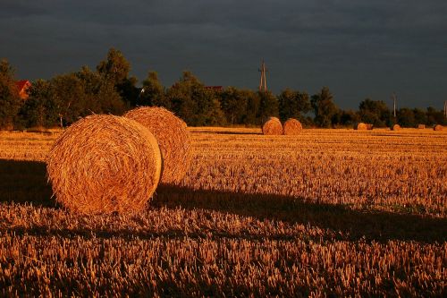 summer straw field