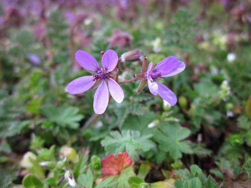 erodium cicutarium redstem filaree redstem stork's bill