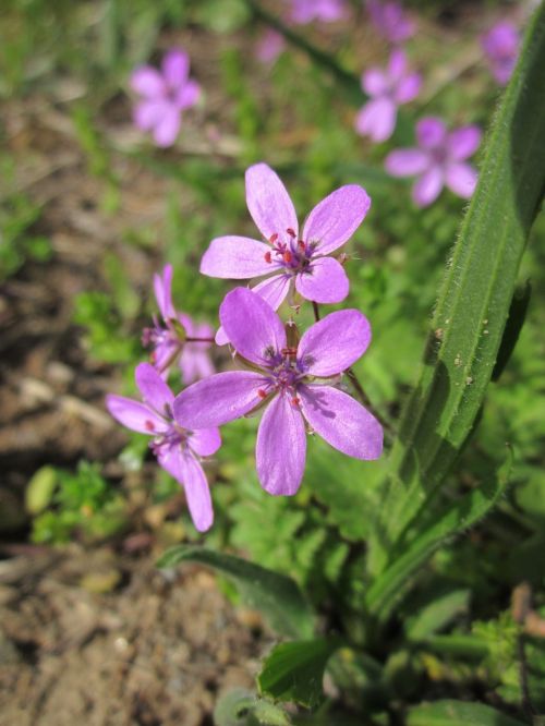 erodium cicutarium redstem filaree redstem stork's bill